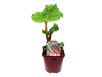 Lidl  Rhubarb plant