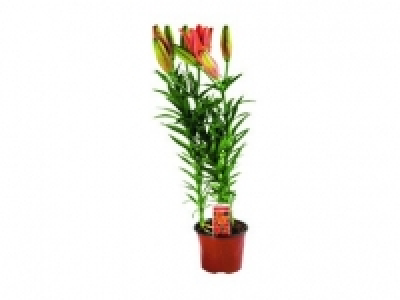Asiatic Lily 3.99 €