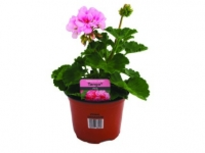 Geranium 2.29 €