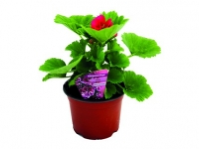 Regal Pelargonium 3.99 €