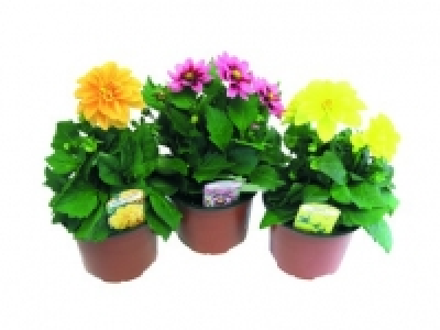 Dahlia 2.49 €
