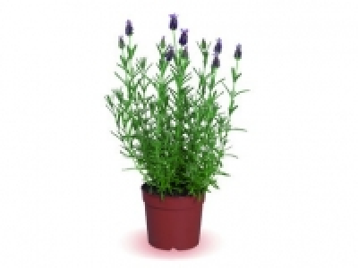 French Lavender 3.99 €