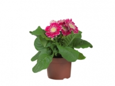 In < Outdoor Gerbera 2.99 €