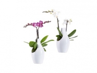Lidl  Phalaenopsis in Ceramic Pot