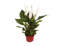Lidl  Peace Lily