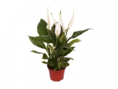 Peace Lily