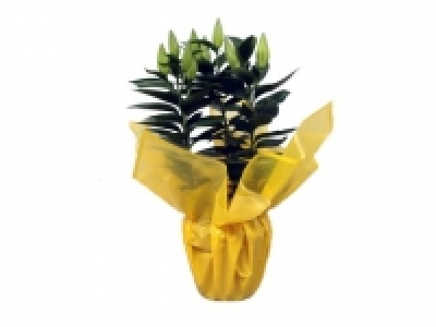 Potted Oriental Liliy