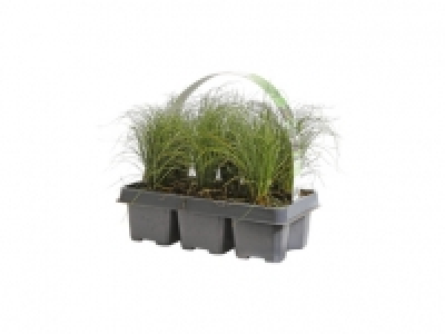 Ornamental Grass Mix 7.99 €