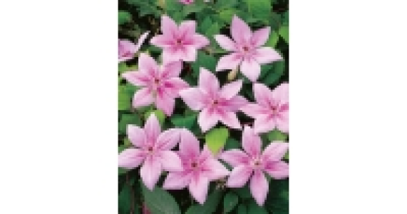 Hybrid Clematis 5.99&nbsp;&euro;