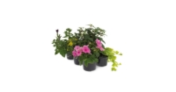 Hanging Basket Plants 3.99&nbsp;&euro;