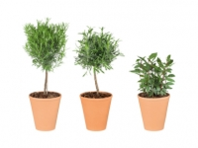 Potted Herbs 2.99 €