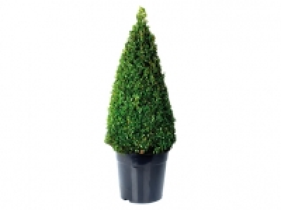 Extra Large Buxus Pyramid 17.99 €