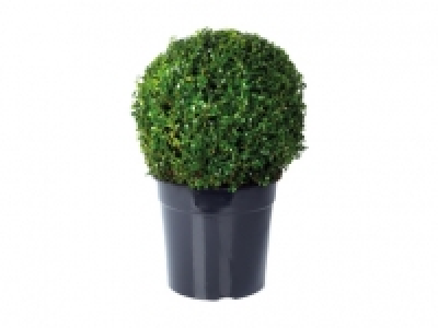 Large Buxus Ball 9.99 €