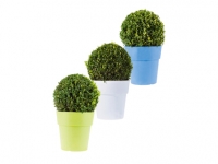 Lidl  Buxus Ball in decorative pot