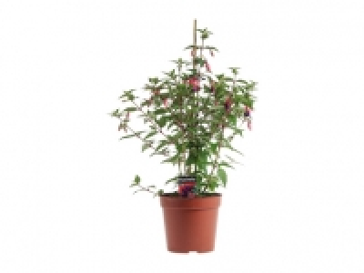 Fuchsia 5.49 €