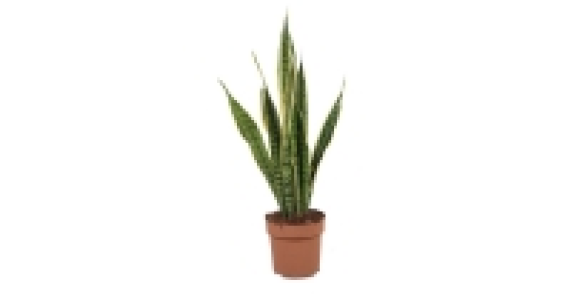 Aldi  Large Foliage Plant