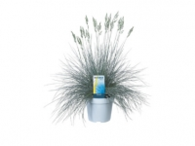 Lidl  Festuca Blue Grass