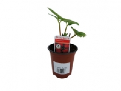 Strawberry Plants