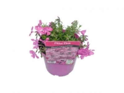 Moss Phlox