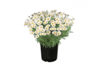 Large Marguerite Bush