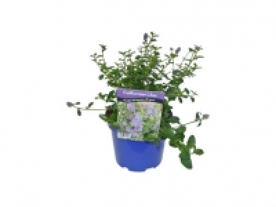 Californian Lilac