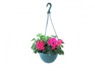 Flowering Plastic Hanging Baskets