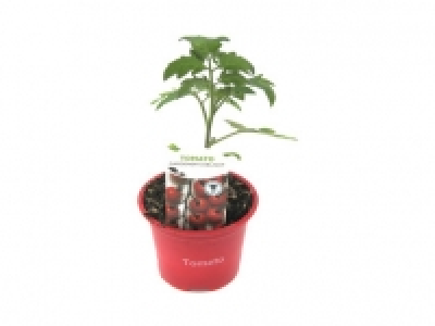 Lidl  Tomato Plants