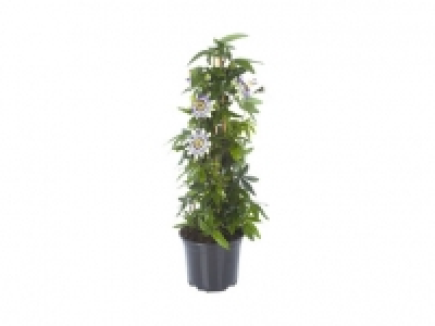 Passiflora Pyramide 8.99 €