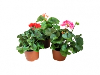 Zonal Geranium 2.29 €