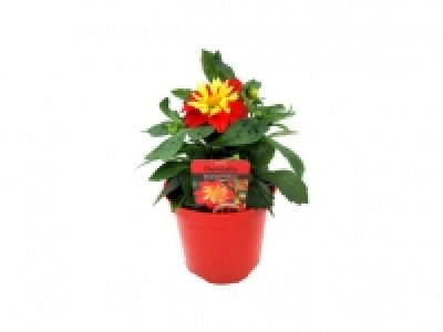 Dahlia Goldalia 2.99 €