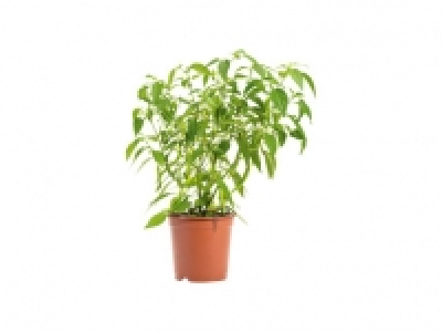 Lidl  Tomato/Pepper Plant