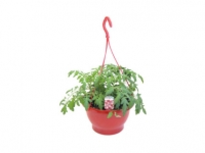 Tomato Hanging Basket 6.99 €