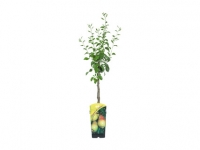 Lidl  Potted Fruit Trees