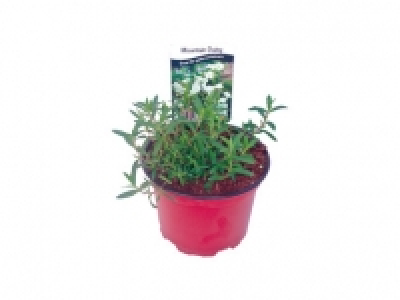 Mountain daisy
