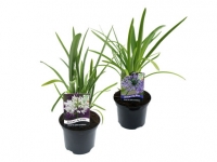Lidl  African Lily