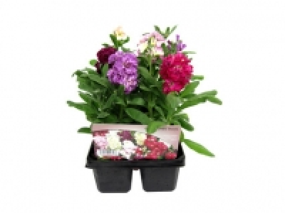 Jumbo 6 Pack Scented Stock