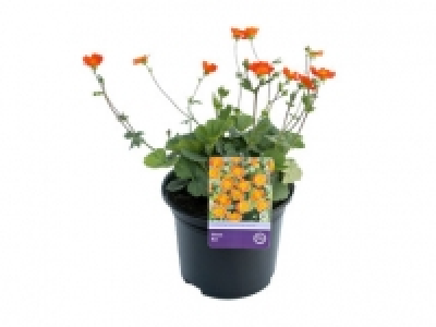 Geum