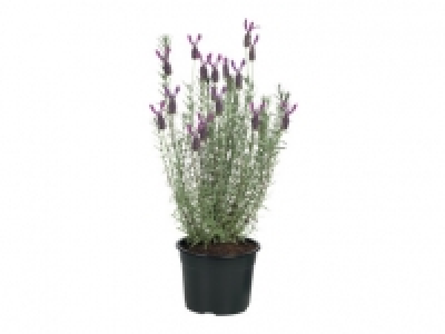 French Lavender 4.99 €