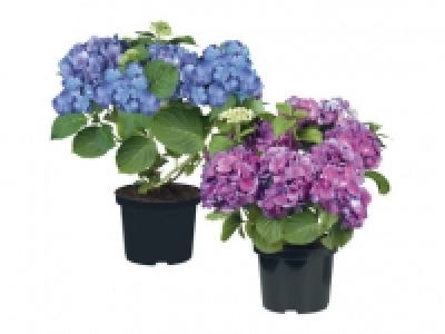 Extra Large Hydrangea 11.99 €