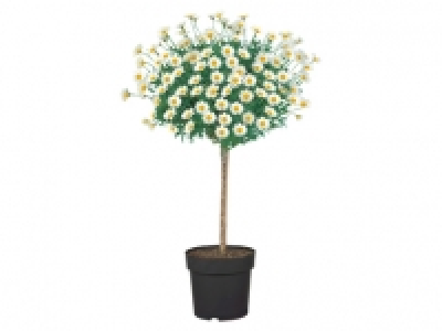 Italian Marguerite Stem 11.99 €