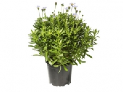 Felicia Felicitara 1.99 €