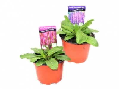 Salvia Sensation 2.49 €