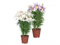 Lidl  Potted Oriental Lilies