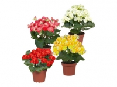 Assorted Begonias 2.99 €