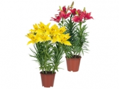 Potted Asiatic Lilies 4.99 €