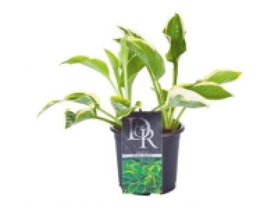Lidl  Hosta