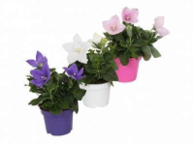 Balloon Flower 1.99 €