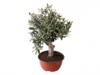 Lidl  Olive Tree in Pot