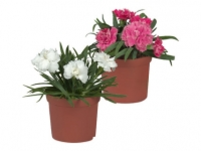 Dianthus Sunflor/Pot Carnation