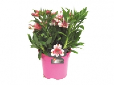 Large Potted Alstromeria 6.99&nbsp;&euro;